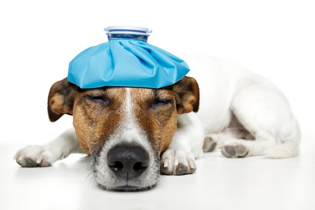 How Do I Know My Pet Is Sick?
