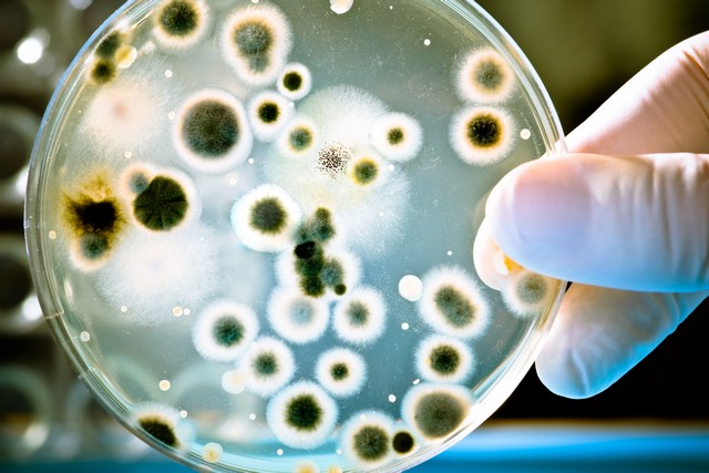Mold and Bacteria Growth Prevention!