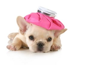Dangers Of Mold To Your Pets!: Mold is not only a concern to humans, but pets too! In this article, we will explain why your pets can get sick from mold, symptoms to look for, and how to get them treatment.