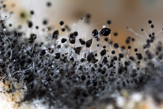 Got Questions About Black Mold?  We Have Answers!