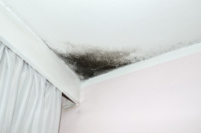 What Is Black Mold?