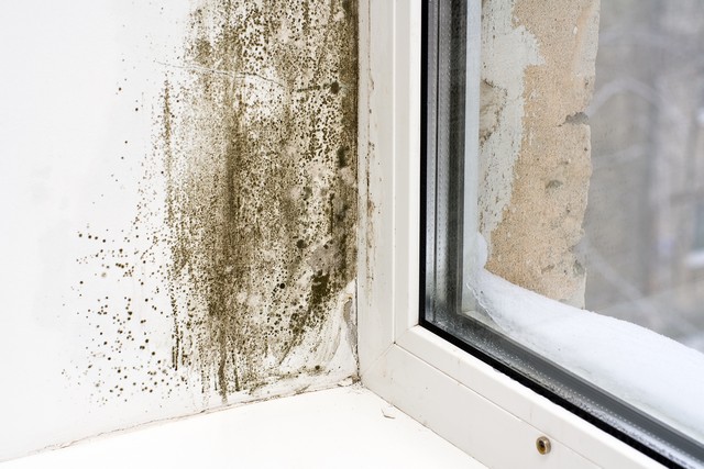 Top Seven Areas That Mold Grows In Your Home!