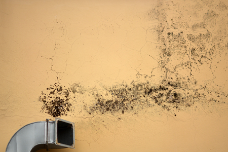 How Can I Detect Mold?