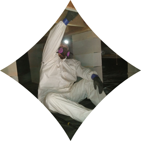 man in crawl space checking for mold | mold removal | NuTech Mold & Water